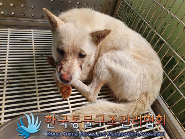 종료(안락사) 믹스…